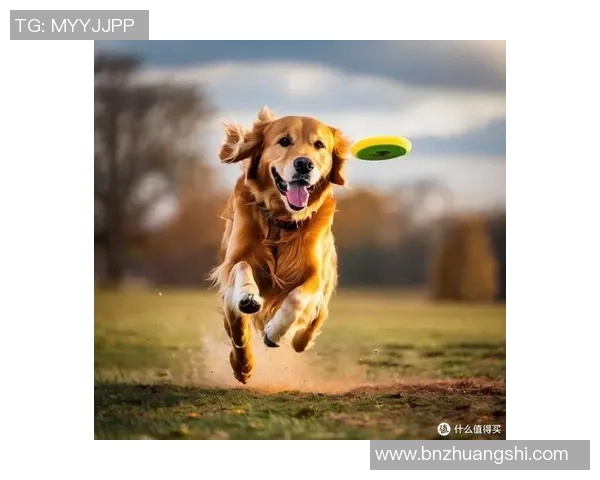 飞盘人生的追逐与梦想李强与我们分享他的精彩旅程